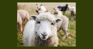 Sheep | Hutch Chrysler Dodge Jeep Ram in Paintsville, KY